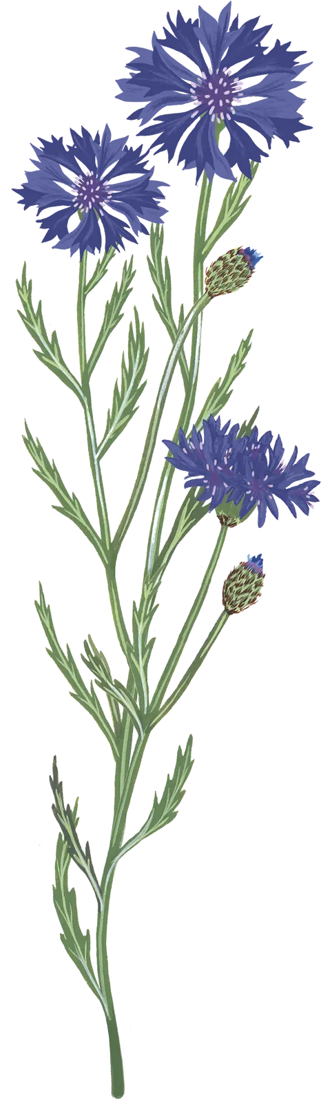 bleuet 1