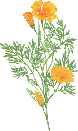 eschscholza 1
