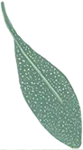 feuille sauge