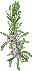 romarin
